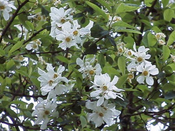ヤナギザクラ 柳桜 2001 4 21 季節の木